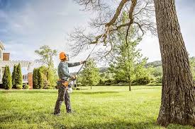 Best Tree Disease Treatment  in Teays Valley, WV