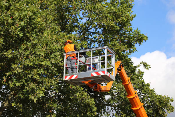 Best Root Management and Removal  in Teays Valley, WV